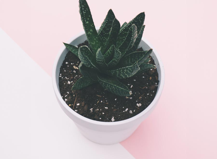 plant on pink background
